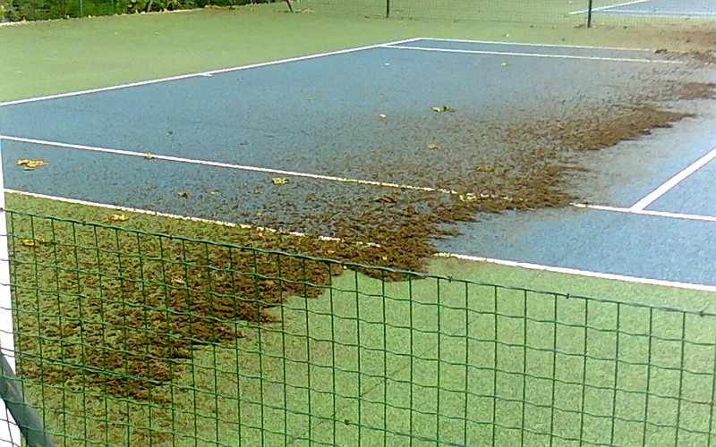 Démoussage d'un court en béton poreux